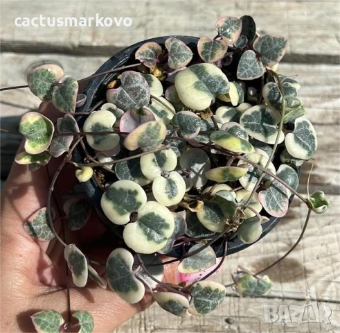 Ceropegia woodii f. variegata, снимка 2 - Стайни растения - 50765747