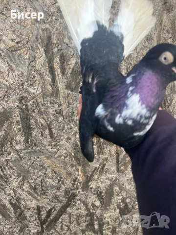Търговишки гълъби, снимка 8 - Гълъби - 52495923