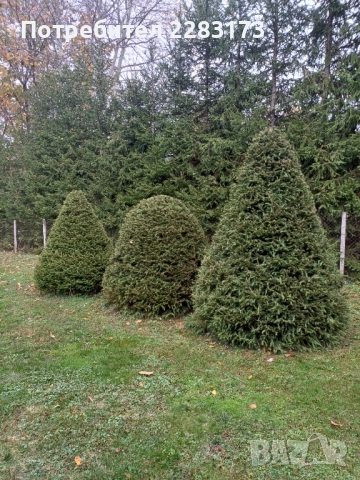 Смърч топиран, снимка 2 - Градински цветя и растения - 52305811