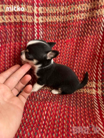 Чихуахуа , снимка 4 - Чихуахуа - 52482400