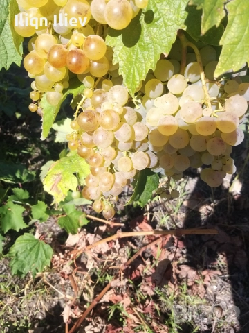 Грозде мерло, каберне и димят , снимка 1