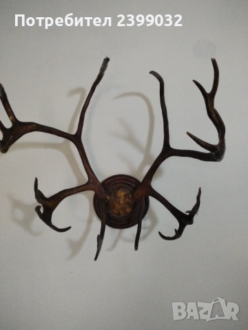 Продавам,красиви рога,готови за декорация