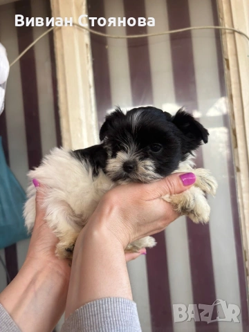 Мини цветно йорки женско