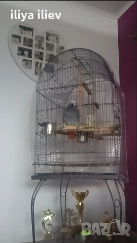 Жако на 3 години, снимка 4 - Папагали - 53776060