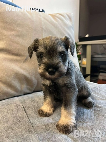 Мини шнауцер/цверг шнауцер, снимка 6 - Други животни - 52975045