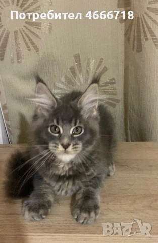 Мейн куун женско, снимка 3 - Мейн кун - 53030280