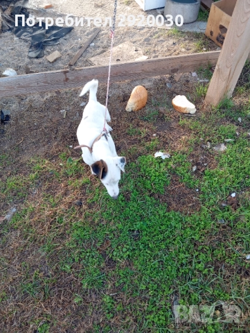 Кученца, снимка 7 - Други - 52457574