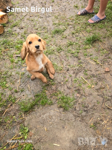 Кученца, снимка 7 - Кокер шпаньол - 52924895