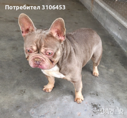 Френски булдог изабела тан , снимка 2 - Френски булдог - 53664230
