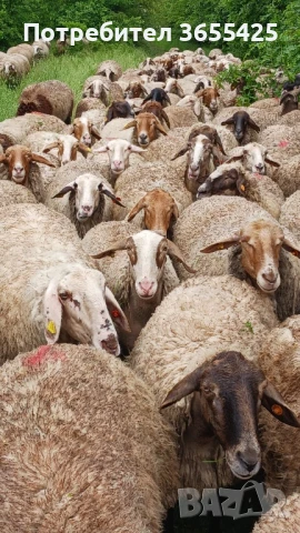 Продавам стадо от овце