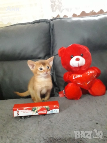 Уникално  Абисинско Котенце