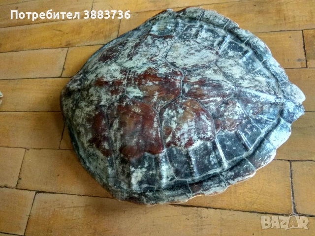 Коруби на морски костенурки, снимка 3 - Декорация за дома - 52330458