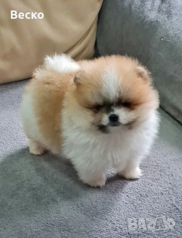 Померан мини мъжко , снимка 3 - Померан - 53321775