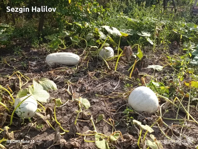ТИКВИ                                                                   Бяла Пловдивска 