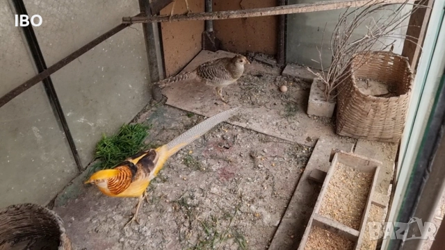 гъски фазан петли пуйки