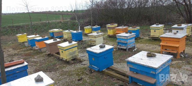 Продавам малки пчелни семейства, снимка 4 - За пчели - 44295307