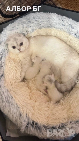 Шотландски котета, снимка 10 - Британска късокосместа - 53060977