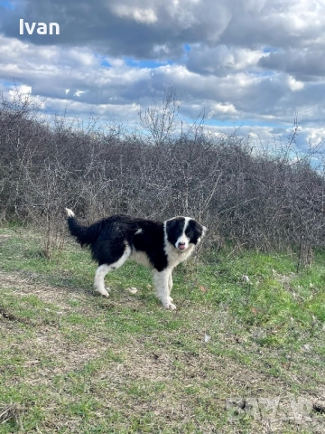 Каракачанка мъжко, снимка 4 - Каракачанска овчарка - 53585265