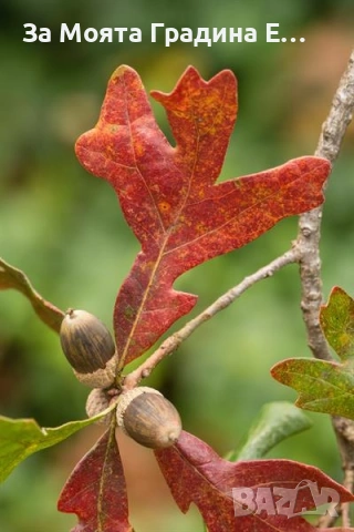 Дъб - Quercus, снимка 4 - Градински цветя и растения - 53636039