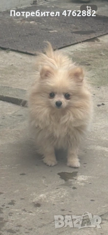 Свободни момичета, снимка 2 - Померан - 53809668