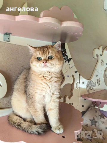 Златна чинчила 