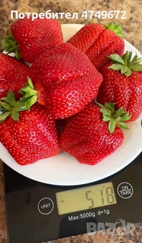 внимани предлагаме расад само эа ценители, снимка 6 - Градински цветя и растения - 53657449