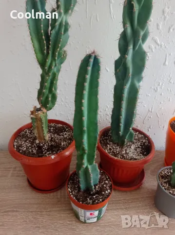 Кактуси Cereus , снимка 4 - Стайни растения - 42663589