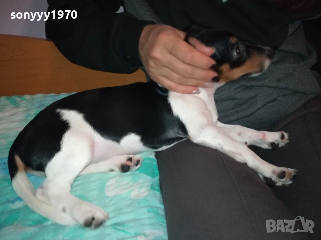 АЗ СЪМ КИКИ ОТ ВИДИН-ДЖАК НА 3 МЕСЕЦА-ВАШЕТО КОЛЕДНО КУТРЕ 3011251706, снимка 15 - Джак ръсел териер - 52594050