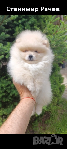 Померан Померани 