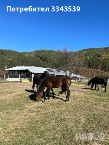 Коне на по две години и половина, снимка 7 - Коне - 52341559