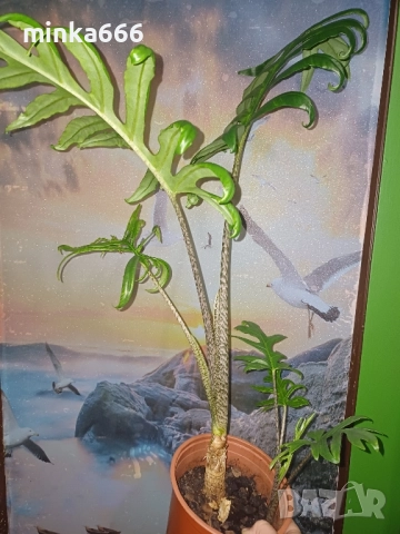 алоказия Жаклин