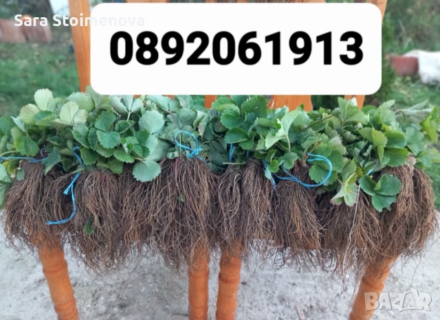 Разсад ягоди, снимка 3 - Разсади - 53829315