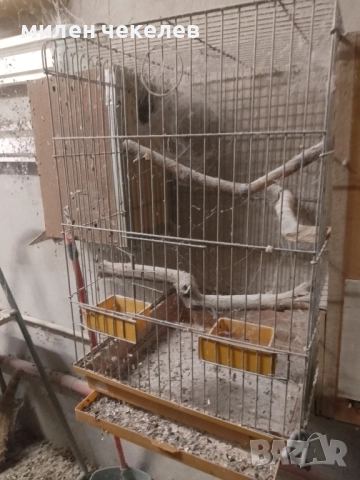 клетка за средни папагали за развъждане, снимка 3 - Папагали - 51550269