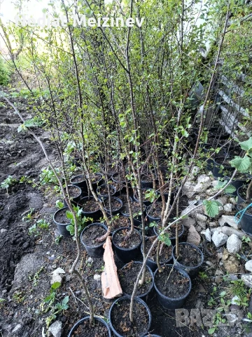 Бяла бреза, снимка 8 - Разсади - 50568007