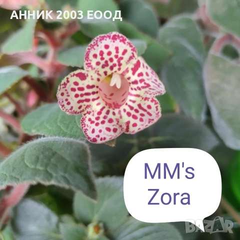 Сортови колерии, снимка 7 - Стайни растения - 53782439