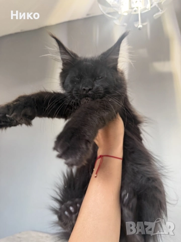 Мейн кун котенца / Мейн куун котенца / Maine coon kittens
