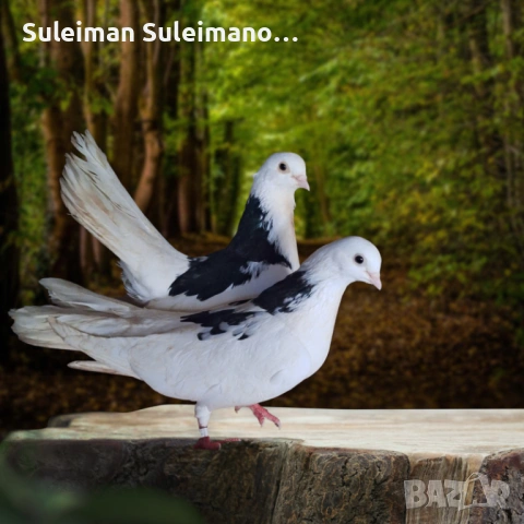 Продавам гълъби на въртене и глас цена за 4те двойки 80 лв, снимка 3 - Гълъби - 53213860