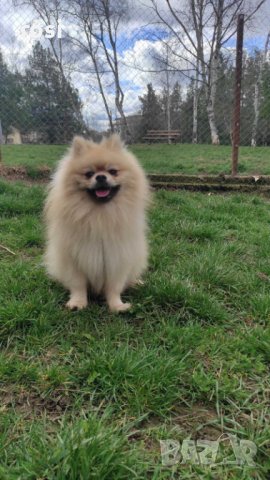 Чистокръвен мъжки померан си търси приятелка, снимка 3 - Померан - 39977268