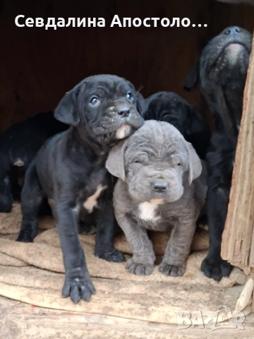 Продавам четири мъжки и едно женско , снимка 2 - Кане корсо - 53310326