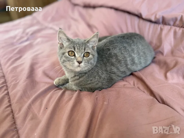 Британски  котета 