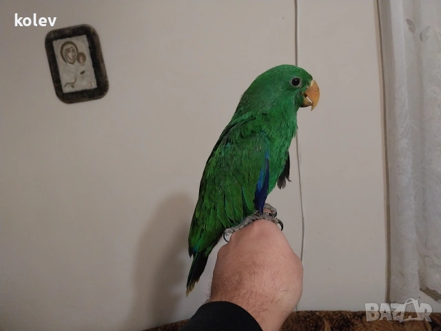 Папагал Еклектус мъжки /бебе , снимка 17 - Папагали - 53571247