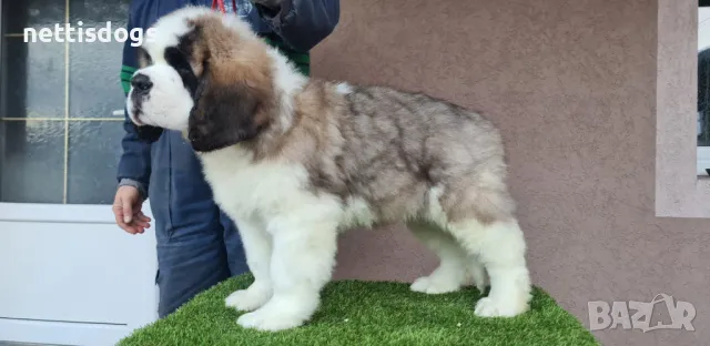 САНБЕРНАРИ - внос, снимка 2 - Санбернари - 37107443