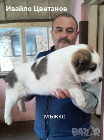 Алабай, снимка 5 - Алабай - 53302176