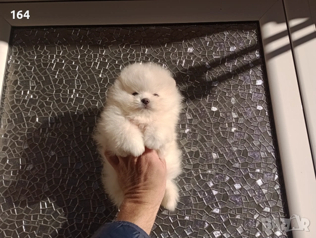 Мъжки Померан. Реални снимки от 12.01.26 г. Померанче, снимка 2 - Померан - 53027737