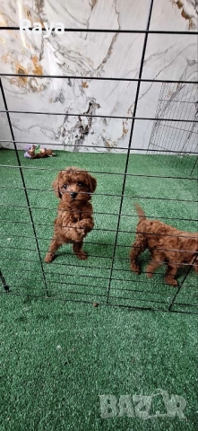  Той и мини пудели