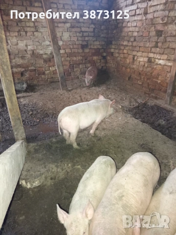 Свободни бели прасета, снимка 2 - Прасета - 53235612