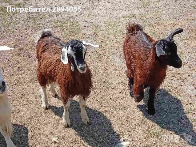 свободни 7 бройки бартер , снимка 5 - Кози - 56158242