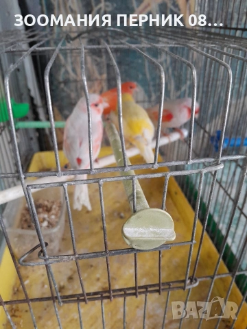 канарчета , снимка 2 - Канари - 53833874