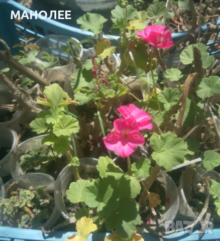 🌼🪷🪷💐✨МУШКАТО - 5 цвята🌼🪷💐🪻🎁, снимка 2 - Стайни растения - 53078604