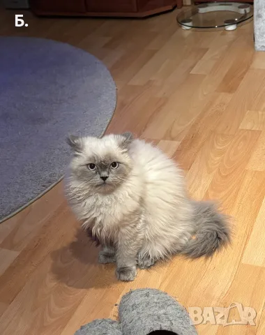 Мъжки котарак за Разплод, снимка 2 - Други - 55964066
